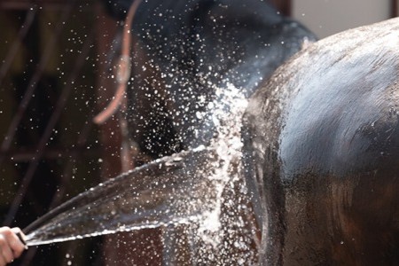 Pferd Abk&uuml;hlung Sommer